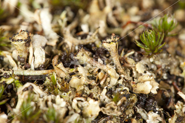 Stuifzandstapelbekertje (Cladonia verticillata)