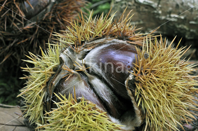 Tamme kastanje (Castanea sativa)