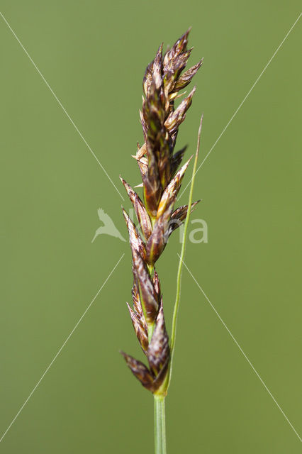 Tweerijige zegge (Carex disticha)