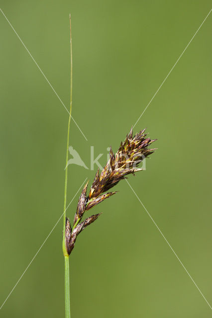 Brown Sedge (Carex disticha)