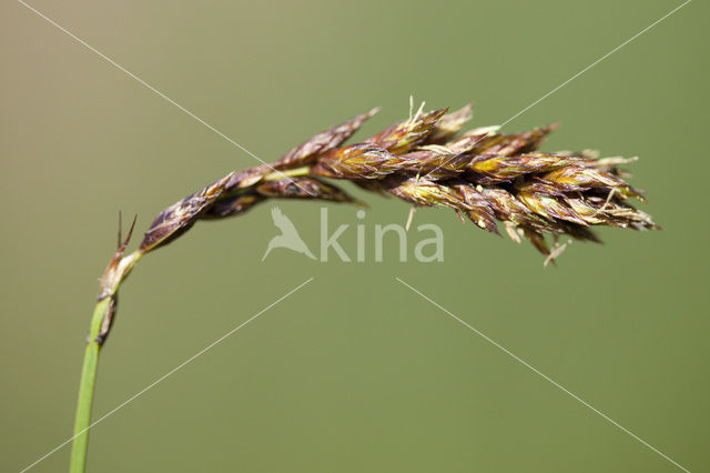 Tweerijige zegge (Carex disticha)