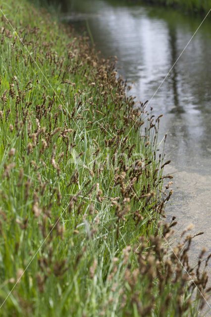 Tweerijige zegge (Carex disticha)