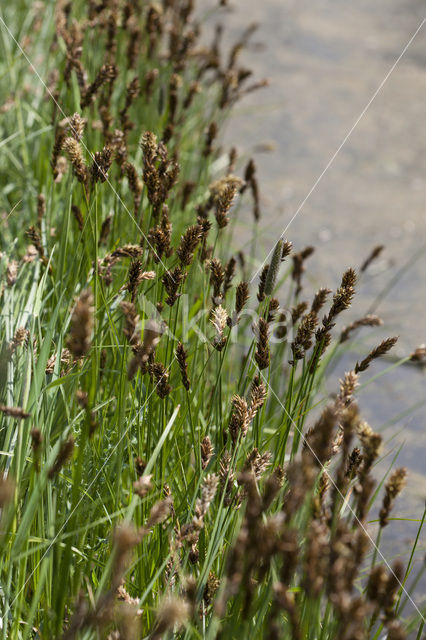 Tweerijige zegge (Carex disticha)