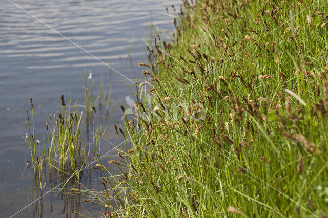 Tweerijige zegge (Carex disticha)