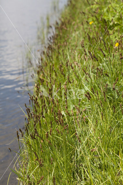 Tweerijige zegge (Carex disticha)