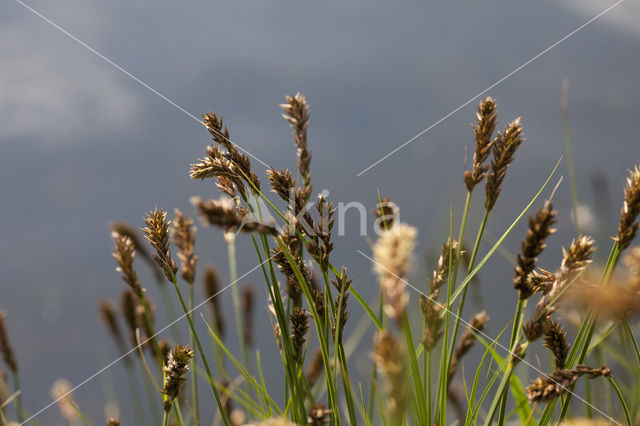Brown Sedge (Carex disticha)