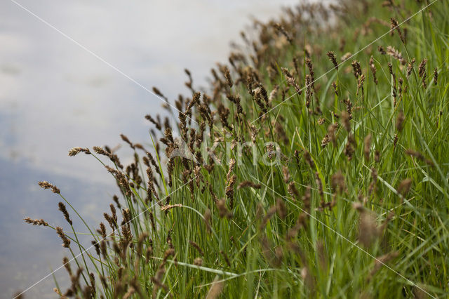 Tweerijige zegge (Carex disticha)