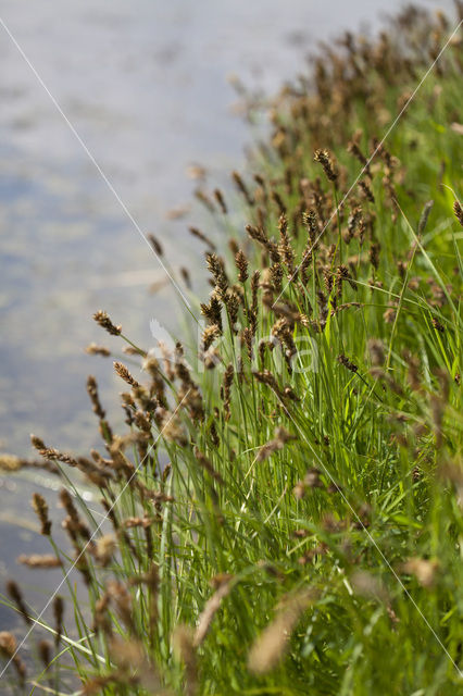 Tweerijige zegge (Carex disticha)