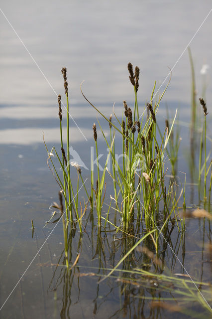 Tweerijige zegge (Carex disticha)