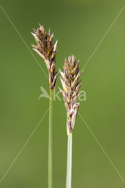 Tweerijige zegge (Carex disticha)