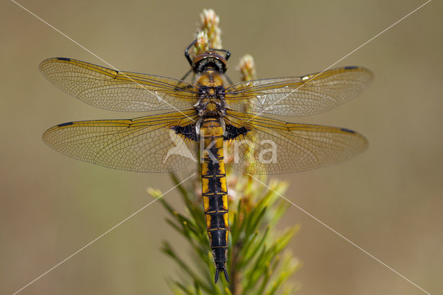 Epitheca bimaculata