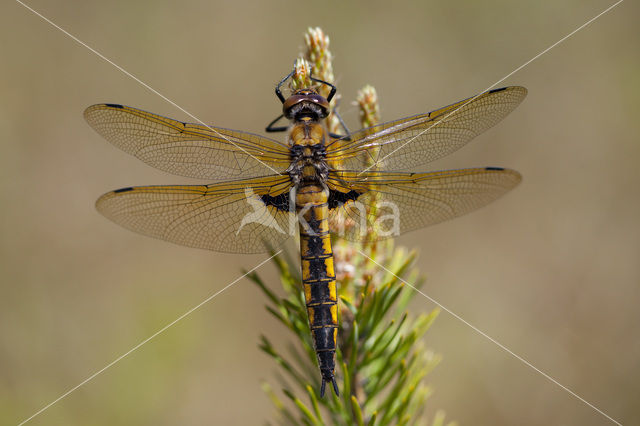 Epitheca bimaculata