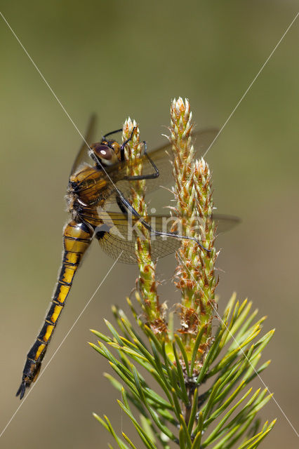 Epitheca bimaculata