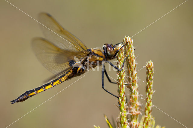 Epitheca bimaculata
