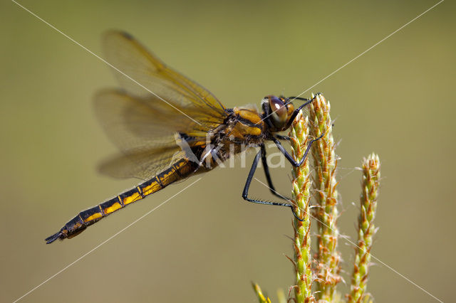 Epitheca bimaculata