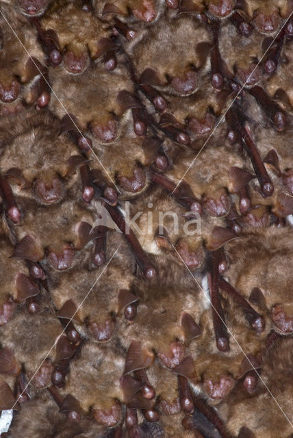 Vale vleermuis (Myotis myotis)