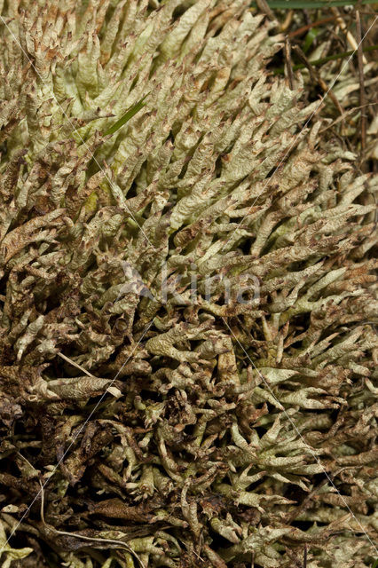 Varkenspootje (Cladonia uncialis biuncialis)