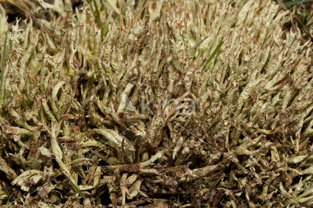 Cladonia uncialis biuncialis