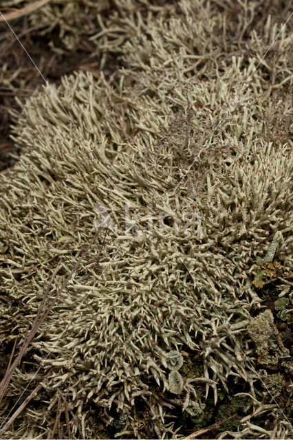 Varkenspootje (Cladonia uncialis biuncialis)