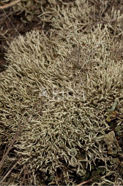 Cladonia uncialis biuncialis