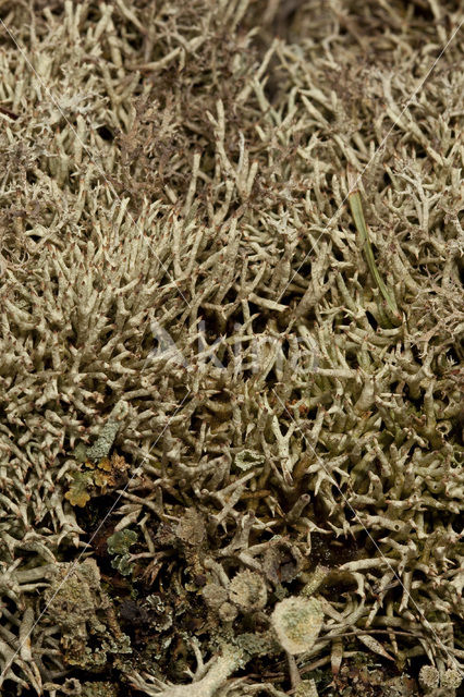 Cladonia uncialis biuncialis