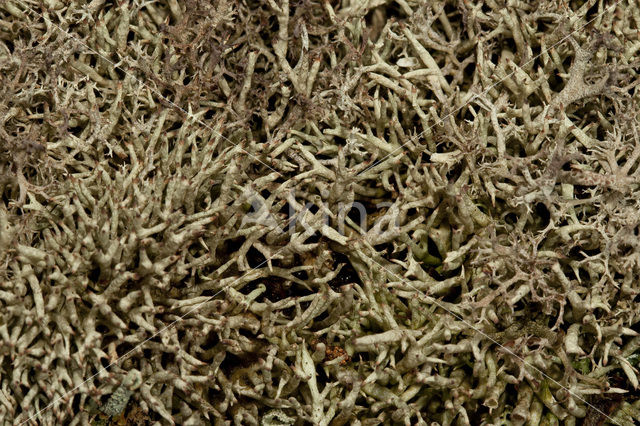Varkenspootje (Cladonia uncialis biuncialis)