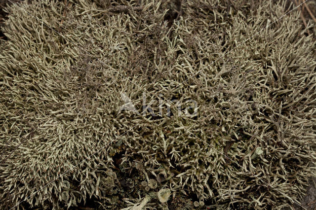 Cladonia uncialis biuncialis