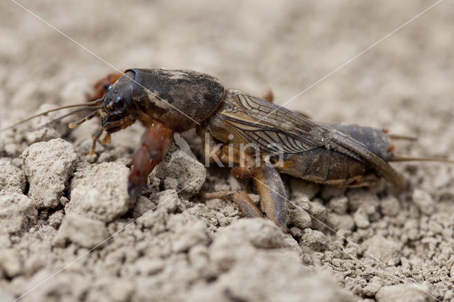 Mole-cricket (Gryllotalpa gryllotalpa)