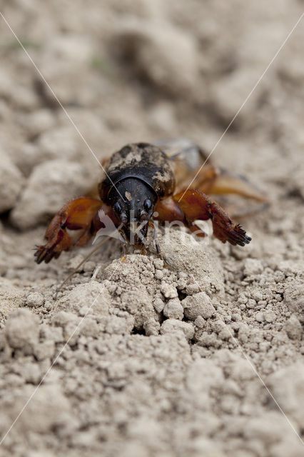 Mole-cricket (Gryllotalpa gryllotalpa)