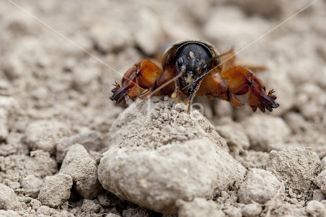 Mole-cricket (Gryllotalpa gryllotalpa)
