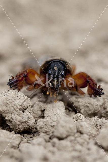 Mole-cricket (Gryllotalpa gryllotalpa)