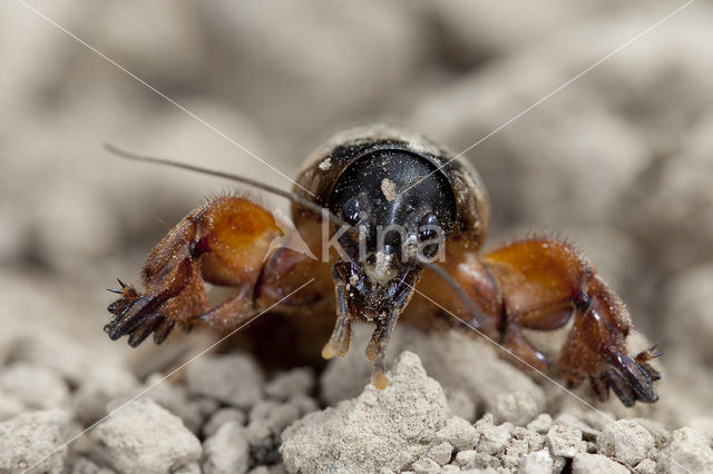 Mole-cricket (Gryllotalpa gryllotalpa)