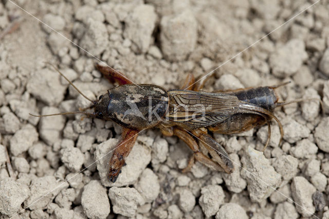 Mole-cricket (Gryllotalpa gryllotalpa)