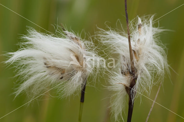 Veenpluis (Eriophorum angustifolium)