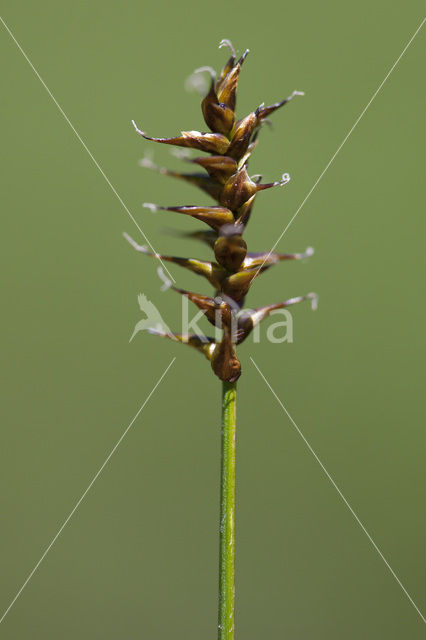Davall’s Sedge (Carex davalliana)