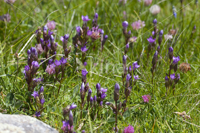 Field Gentian (Gentianella campestris)
