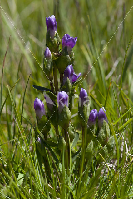 Veldgentiaan (Gentianella campestris)