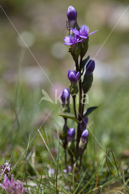 Veldgentiaan (Gentianella campestris)