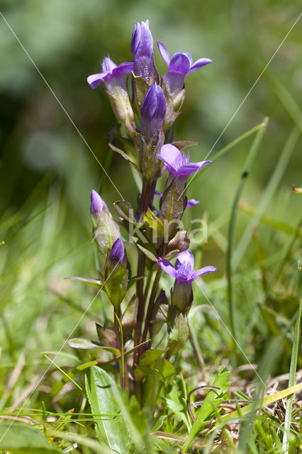 Field Gentian (Gentianella campestris)