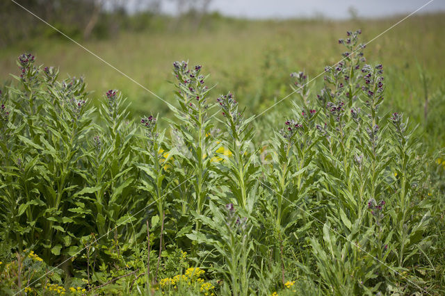 Hound’s tongue (Cynoglossum officinale)