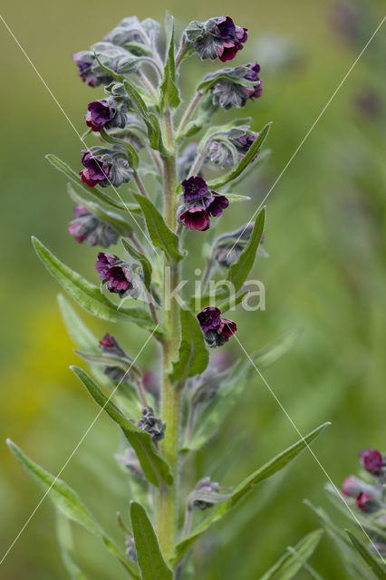 Hound’s tongue (Cynoglossum officinale)