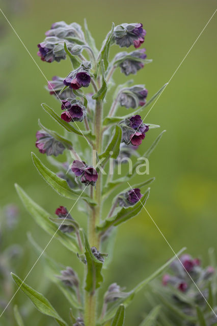 Hound’s tongue (Cynoglossum officinale)