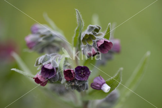 Hound’s tongue (Cynoglossum officinale)