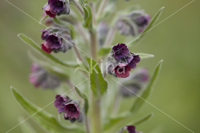 Hound’s tongue (Cynoglossum officinale)