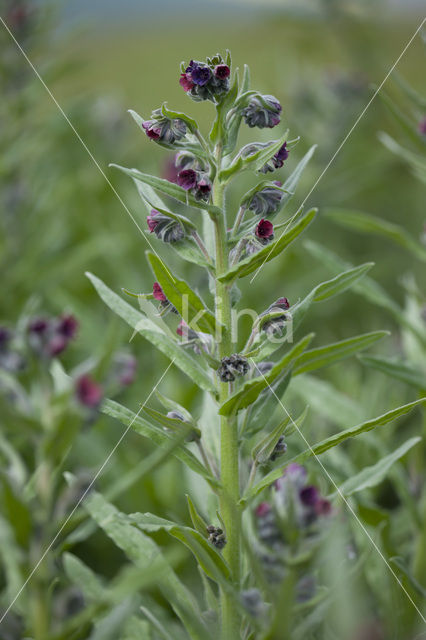 Veldhondstong (Cynoglossum officinale)