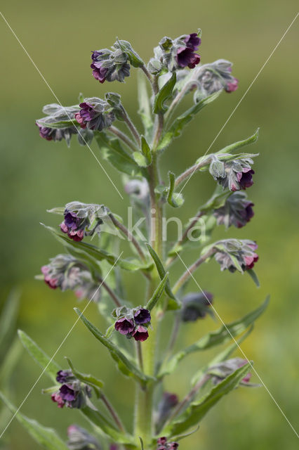 Hound’s tongue (Cynoglossum officinale)