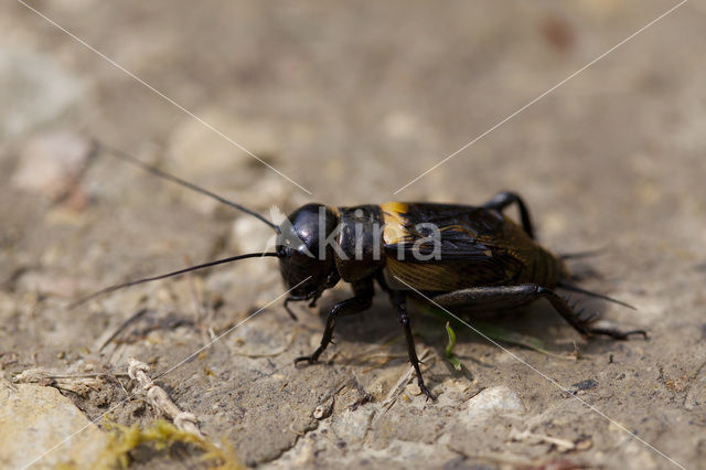 Veldkrekel (Gryllus campestris)