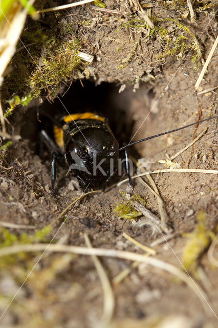 Veldkrekel (Gryllus campestris)