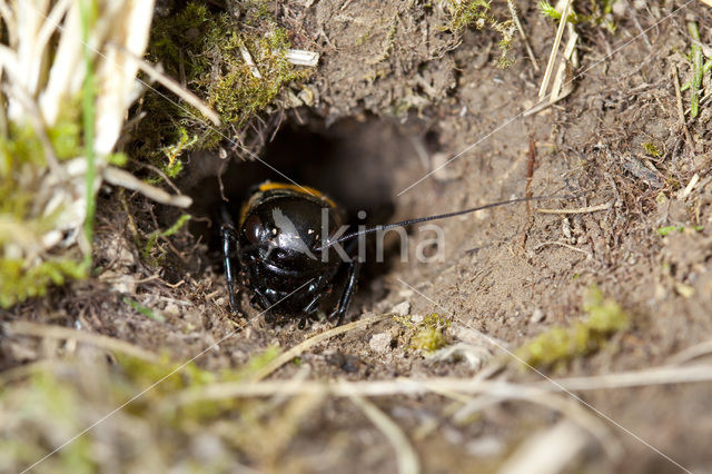 Field-cricket (Gryllus campestris)