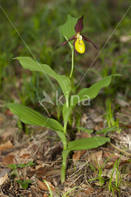 Lady’s slipper (Cypripedium calceolus)